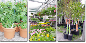 Plant, Flowers, Shrubs & trees